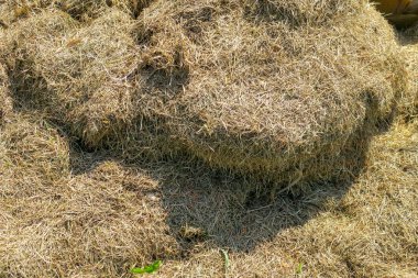 Yazın tarlada kuru ot ya da saman