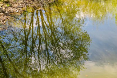 Göldeki sudaki ağaç dallarının yansıması.