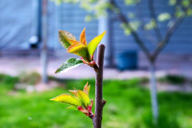 Bahçedeki genç kiraz ağacı dalı