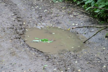 Yağmur ve bataklıktan sonra ormanda su birikintisi