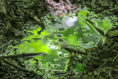 Yağmur ve bataklıktan sonra ormanda su birikintisi