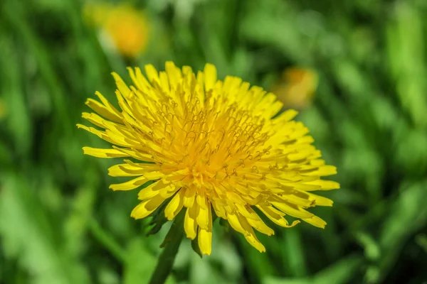 Amarelo Dente Leão Jardim — Fotografia de Stock