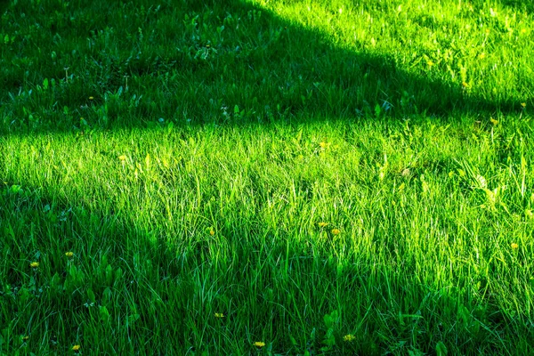 Sunny Shadow Green Grass — Stock Photo, Image