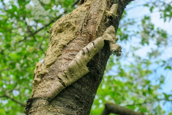 Bahçedeki Eski Hasarlı Kiraz Ağacı — Stok fotoğraf