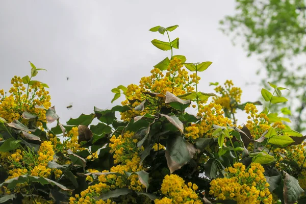 Желтые Кусты Цветов Саду — стоковое фото