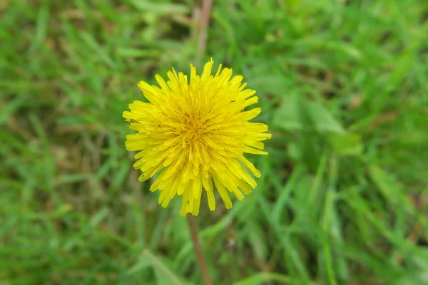 Bahçede Sarı Renkli Karahindiba Çiçeği — Stok fotoğraf