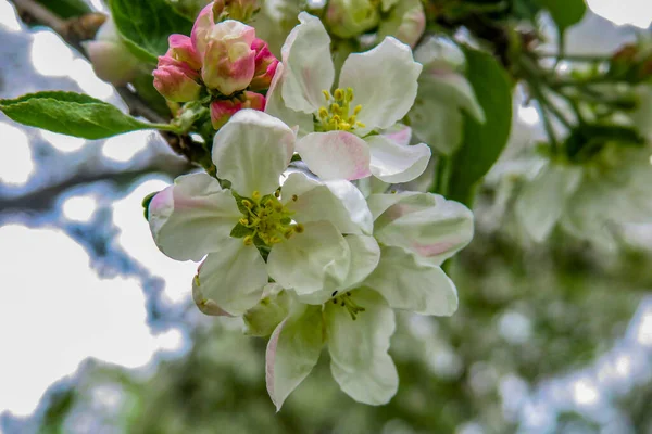Bahçede yeşil bir arka planda beyaz elma çiçeği