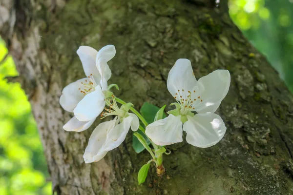 Bela Flor Verão Florescer Natureza — Fotografia de Stock