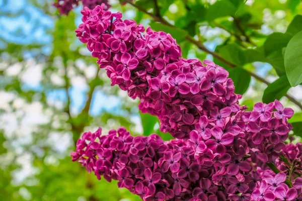 Burgundy lilac color in the garden