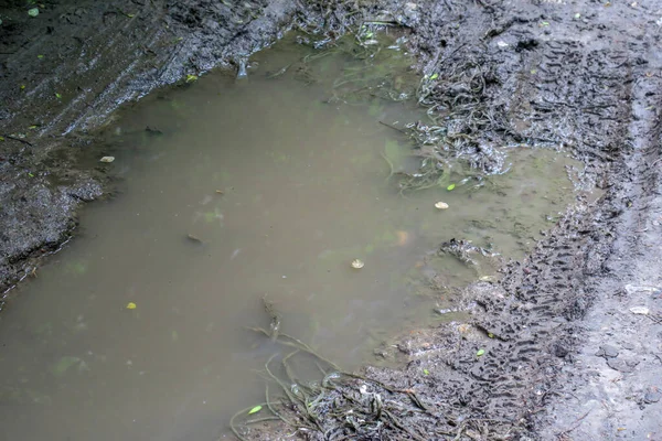 雨と沼の後の森の中の水たまり — ストック写真