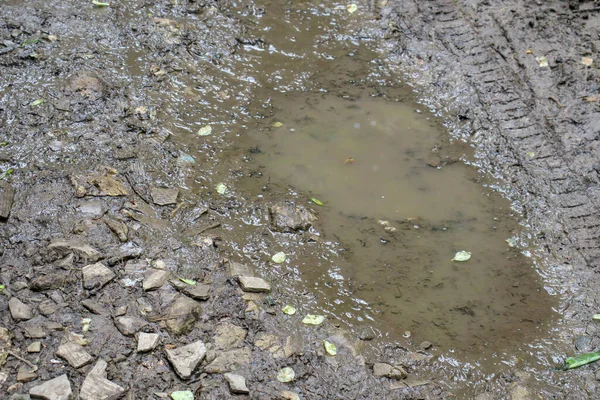 Pölar Skogen Efter Regn Och Träsk — Stockfoto