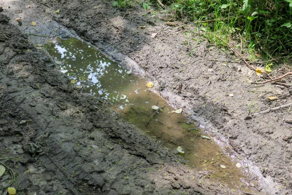 Puddle Στο Δάσος Μετά Βροχή Και Βάλτο — Φωτογραφία Αρχείου