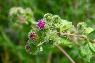 Arka planda mor dulavrat çiçeği