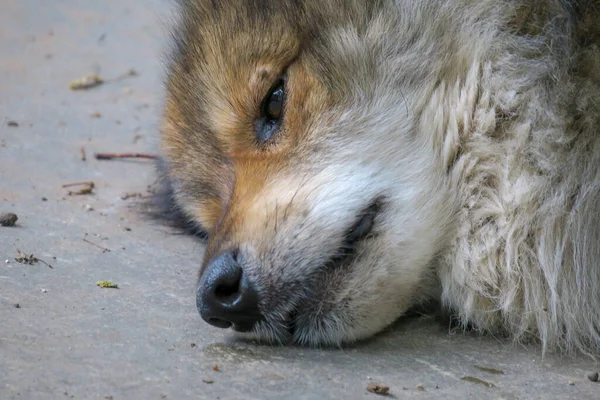 Chien Triste Assis Près Cabane — Photo