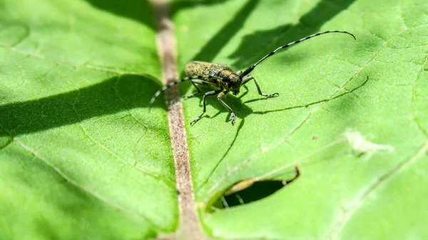 Escarabajo Barbudo Negro Sienta Sobre Una Hoja Verde — Foto de Stock