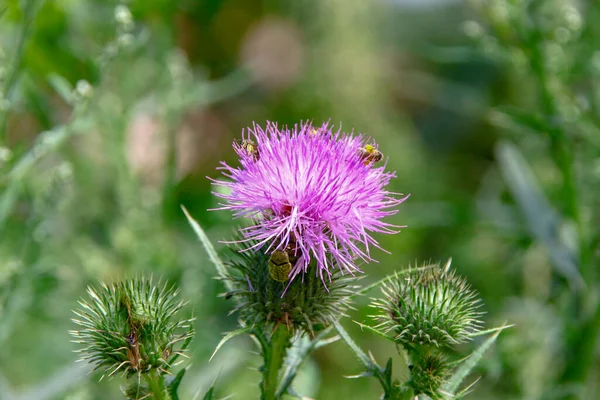 Purple Burdock Flower Grass Background — Stock Photo, Image