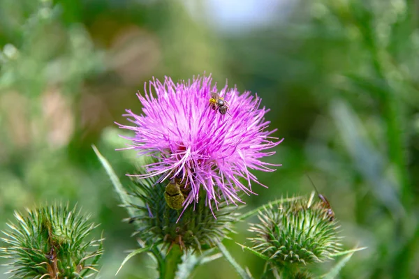 Purple Burdock Flower Grass Background — Stock Photo, Image