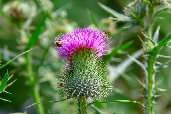 Purple Burdock Flower Grass Background — Stock Photo, Image