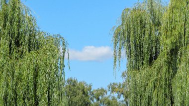 Parktaki güzel manzara ve eylülde söğütle birlikte nehir.