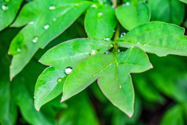 Baharda bahçede güzel yeşil yapraklar