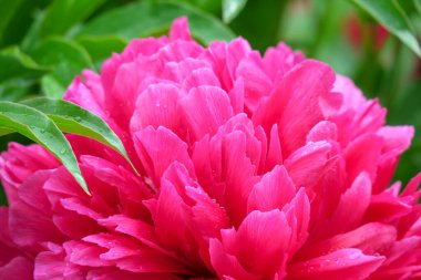 Yağmurdan sonra bahçede parlak kırmızı şakayık çiçekleri