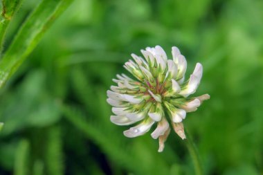 Bahçedeki küçük yonca çiçeğinin güzel rengi