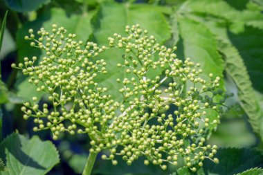 Renkli yaz çiçeklerinin güzel rengi