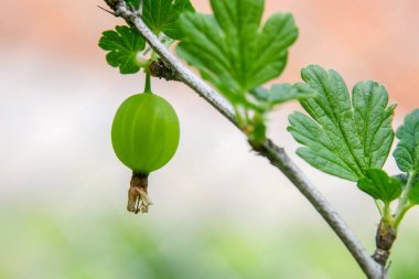 Bahçede yeşil bektaşi üzümü