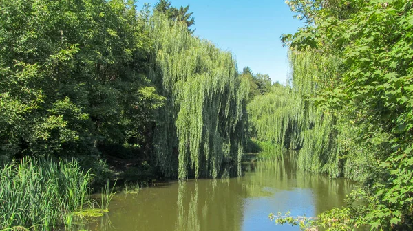 Piękny Krajobraz Parku Rzeka Wierzbą Wrześniu — Zdjęcie stockowe