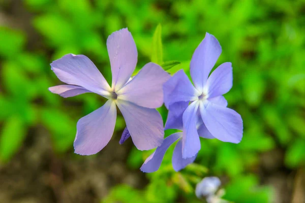 Красиві Маленькі Сині Квіти Саду — стокове фото