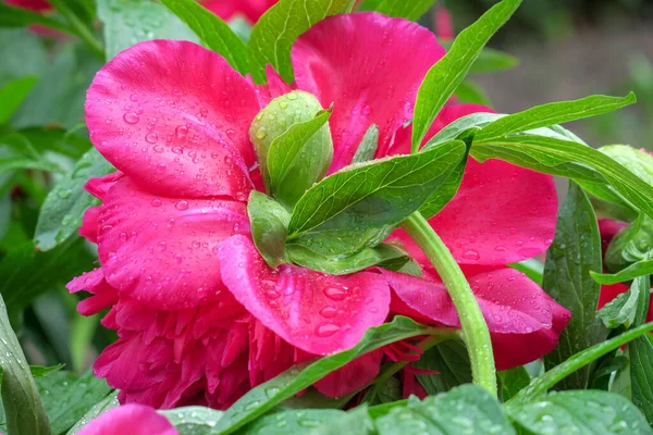 Λαμπερά Κόκκινα Λουλούδια Παιώνιας Στον Κήπο Μετά Βροχή — Φωτογραφία Αρχείου
