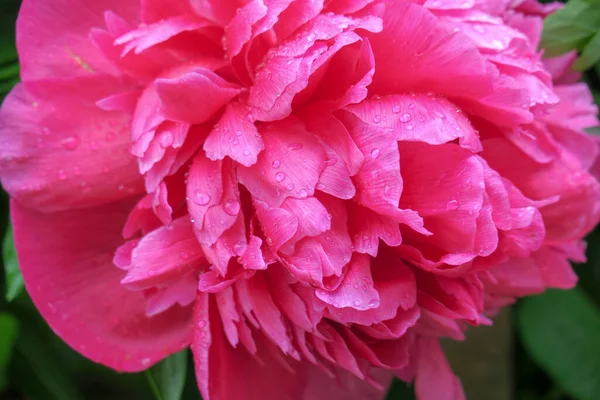 Heldere Rode Pioenroos Bloemen Tuin Regen — Stockfoto