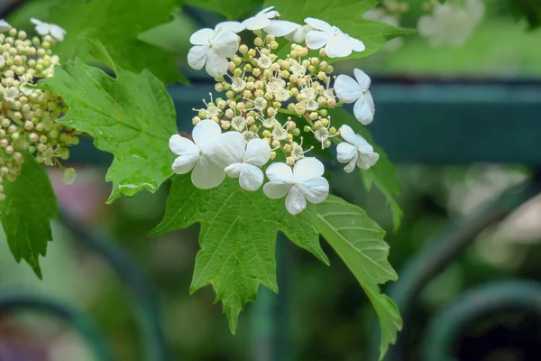 Hermoso Viburnum Blanco Jardín —  Fotos de Stock