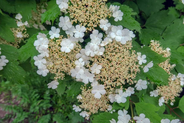 Belle Viorne Blanche Dans Jardin — Photo