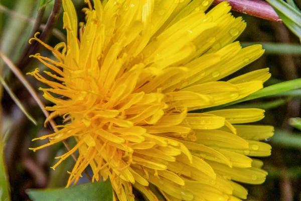 庭の美しい黄色のタンポポの花 — ストック写真