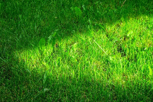 庭の春の美しい緑の植物 — ストック写真