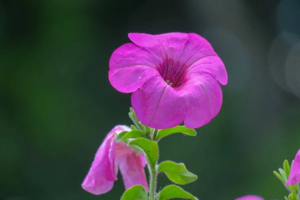 Bellissimo Colore Fiori Estivi Colorati — Foto Stock