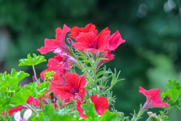 Красивий Колір Кольорових Літніх Квітів — стокове фото