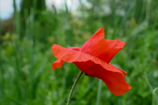 Piękny Dziki Kwiat Maku Zielonym Tle — Zdjęcie stockowe