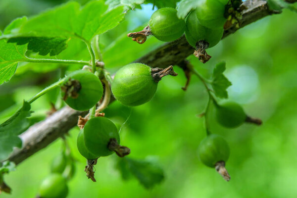 Зеленая крыжовник в саду