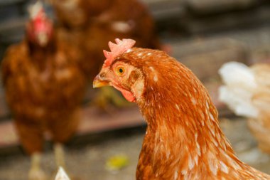 Çiftlikte kırmızı tüylü tavuk