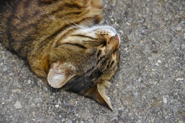 Kedi asfaltta uyuyor.