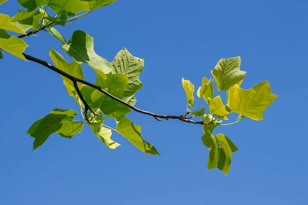 Grüne Blätter Eines Tulpenbaums August Park — Stockfoto