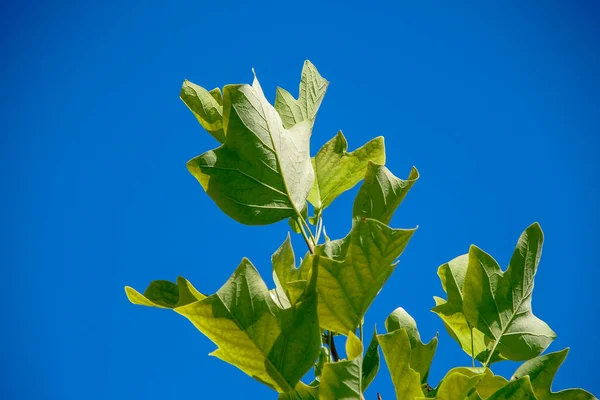 Zielone Listowie Tulipanowego Drzewa Parku Sierpniu — Zdjęcie stockowe