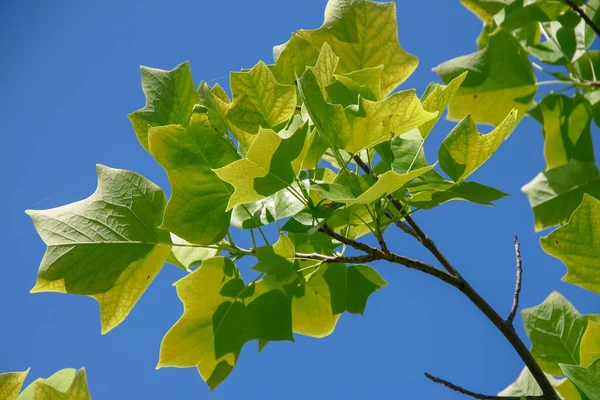 Foglie Verdi Albero Tulipano Nel Parco Agosto — Foto Stock