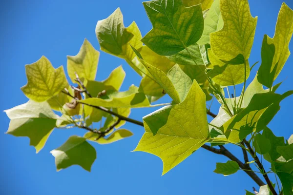 Foglie Verdi Albero Tulipano Nel Parco Agosto — Foto Stock