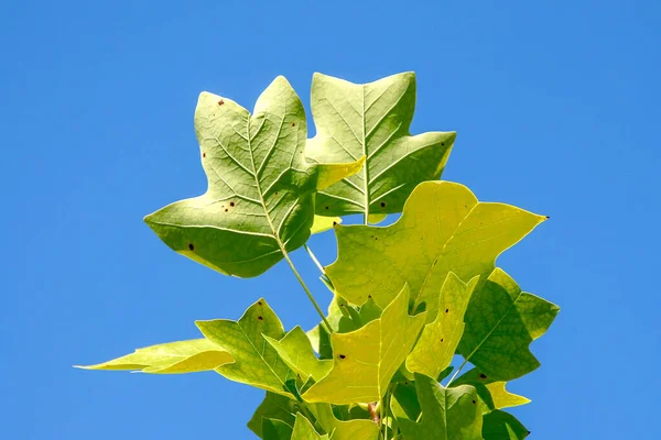 Πράσινα Φύλλα Τουλίπας Στο Πάρκο Τον Αύγουστο — Φωτογραφία Αρχείου