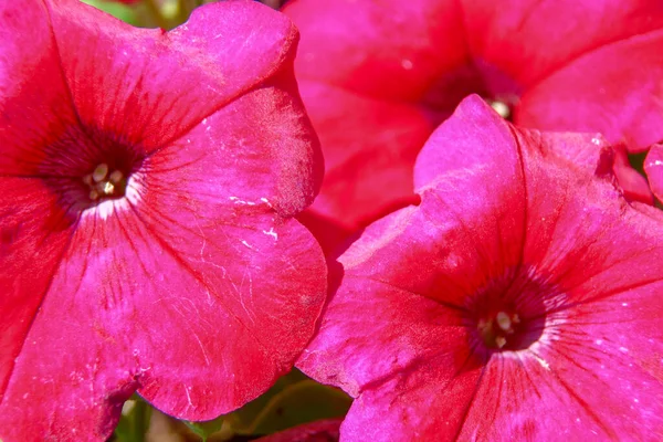 Tarlada Taç Yaprakları Olan Kırmızı Çiçek — Stok fotoğraf