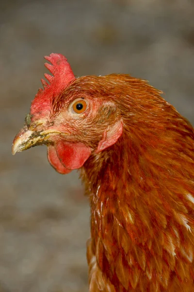 Chicken with red feathers on the farm