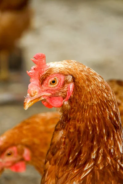 Frango Com Penas Vermelhas Fazenda — Fotografia de Stock